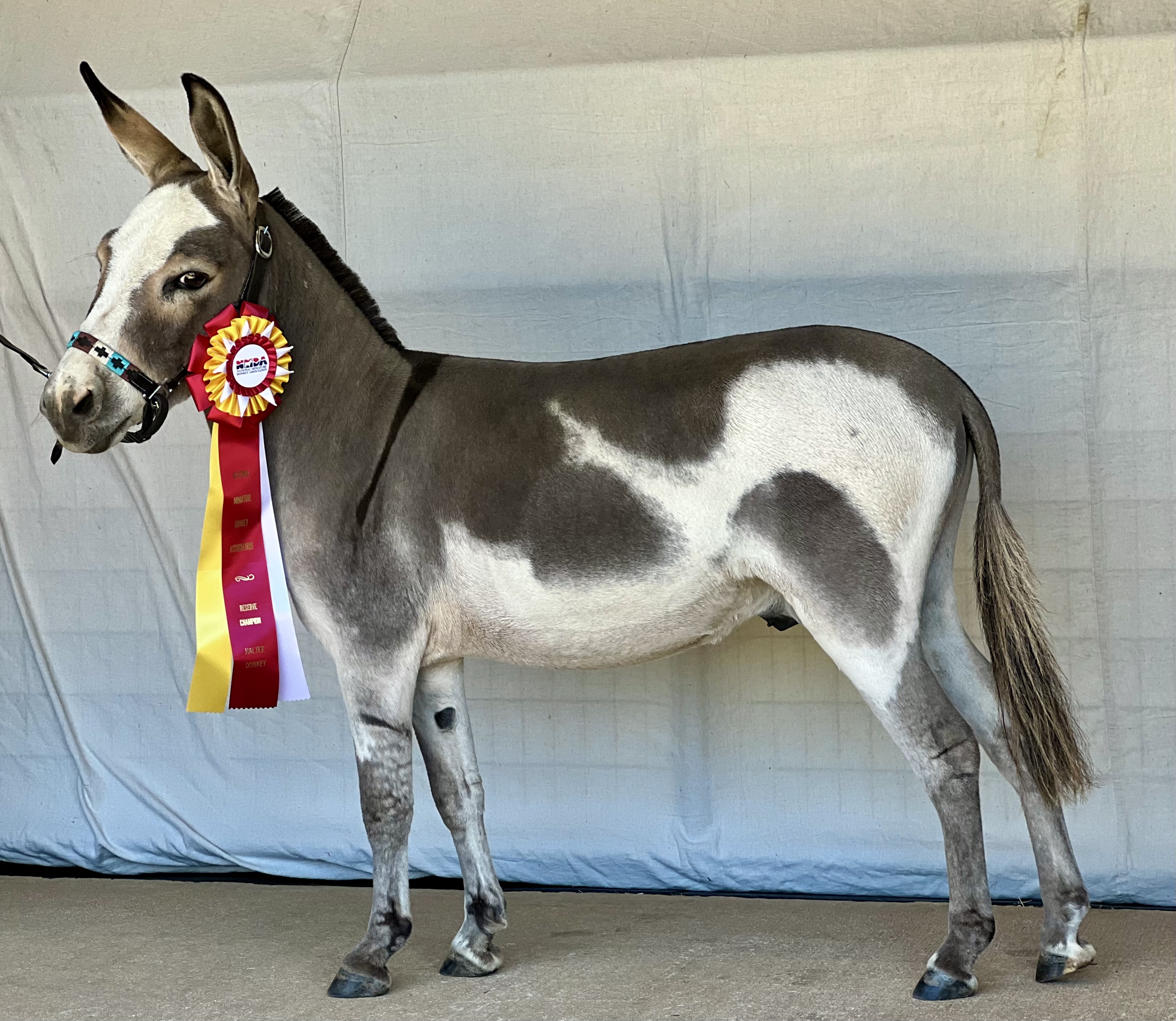Cypress Farm Donkeys featured image
