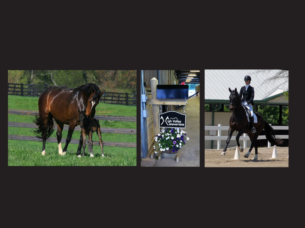 High Valley Hanoverians featured image