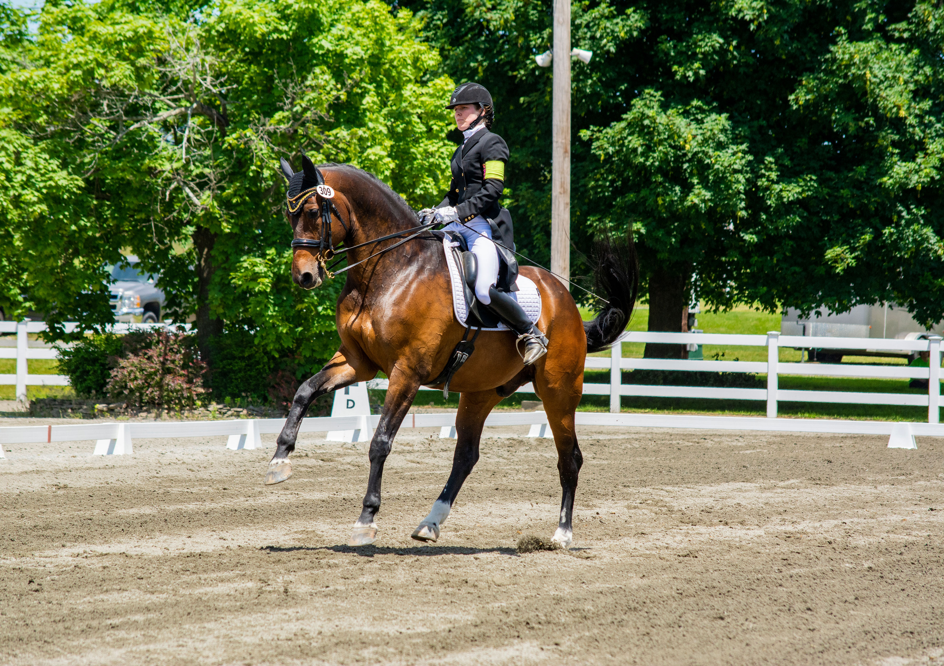 LaBarre Dressage featured image