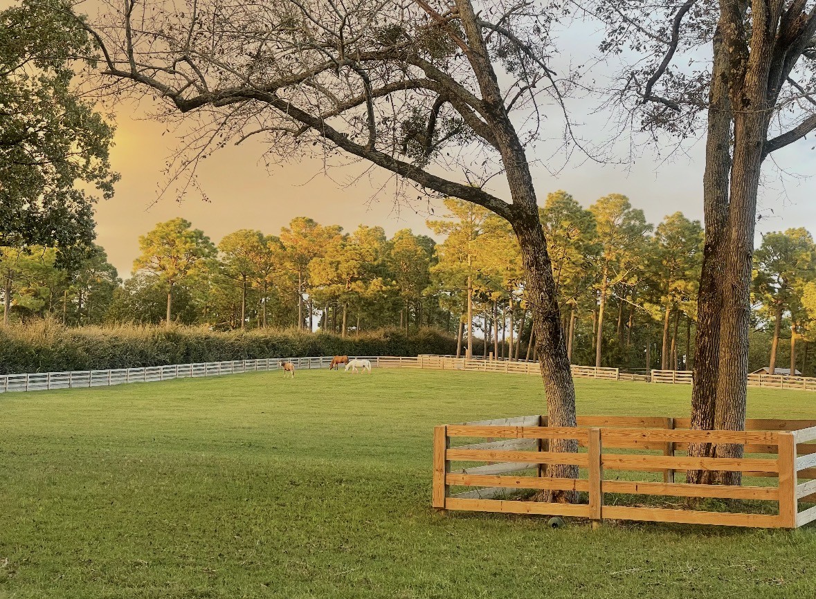 Renaissance Equine Rescue and Welfare Foundation featured image