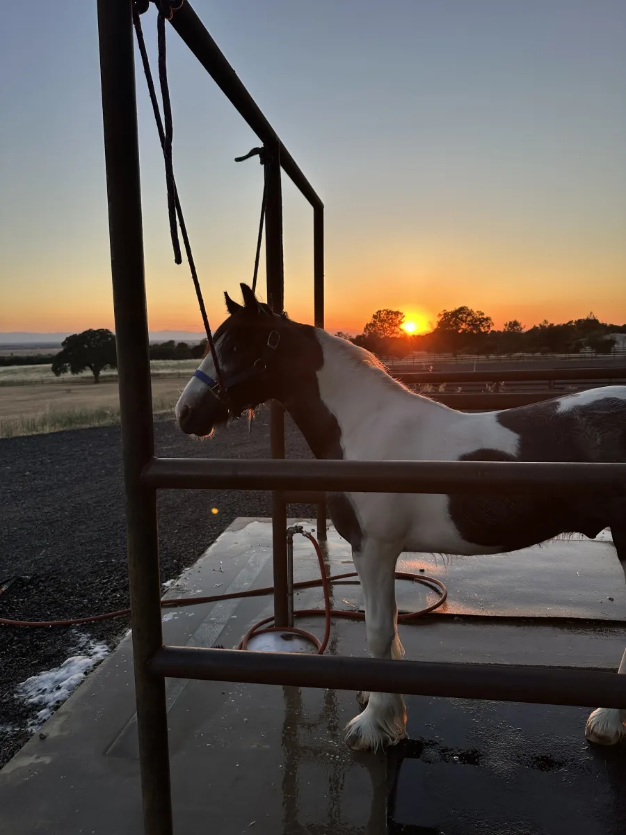 Coalcyn Equestrian LLC featured image
