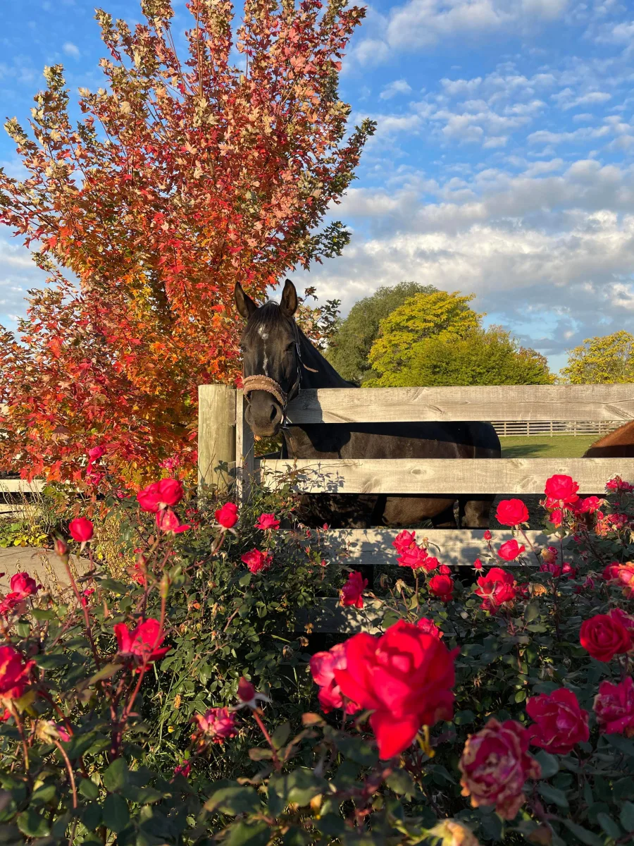 Apple Blossom Trails featured image