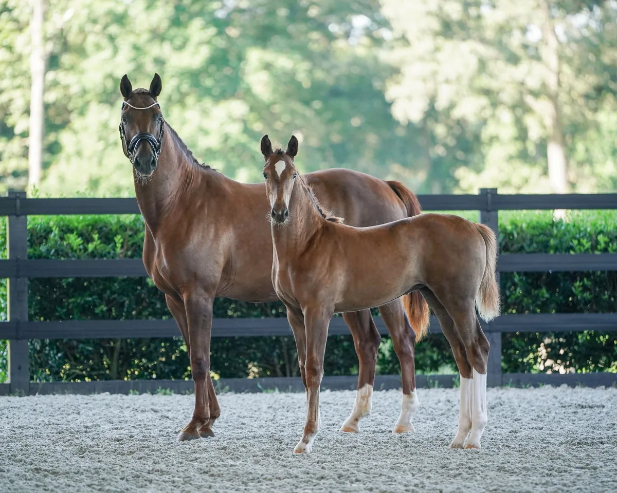 American Hanoverian Society featured image