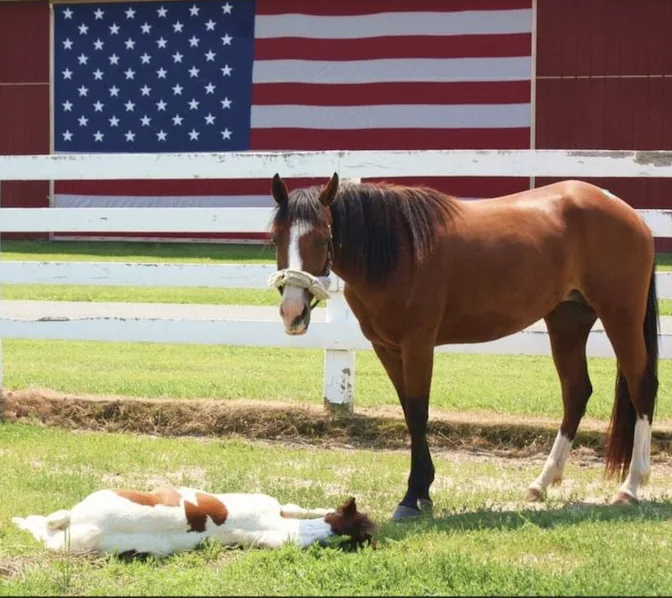 Halos Haven Rescue featured image
