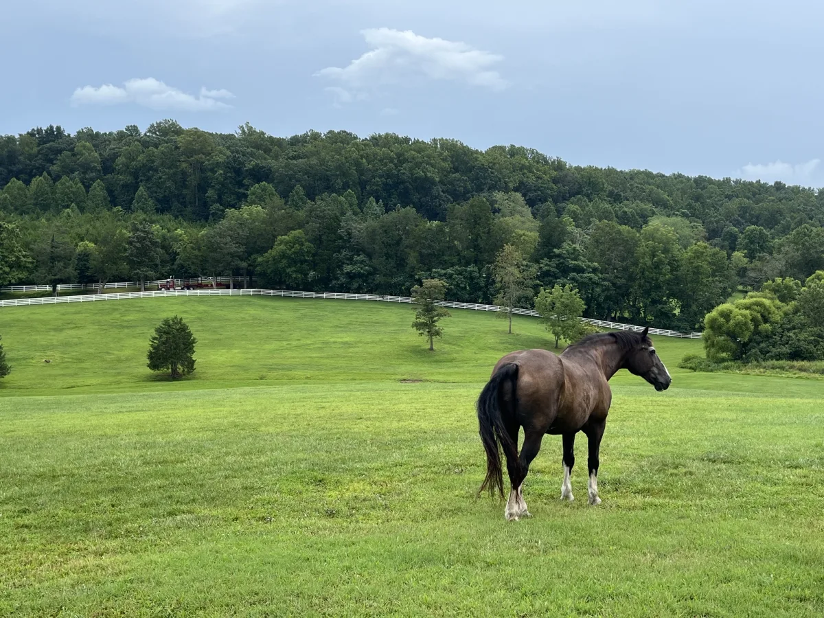 Tivoli Farm featured image
