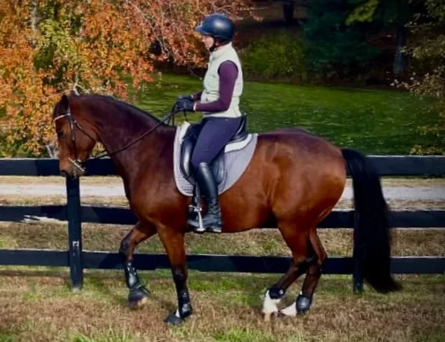 Lake O' The Woods Sporthorses featured image